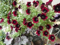 f:id:cangael:20190627103645j:image:right