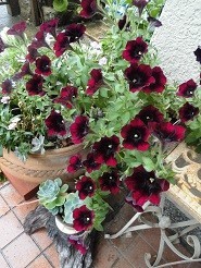 f:id:cangael:20190627161734j:image:left