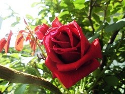 f:id:cangael:20190707083245j:image:right