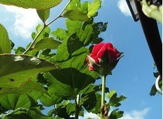 f:id:cangael:20190707083306j:image:right