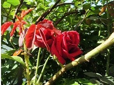 f:id:cangael:20190707083332j:image:left