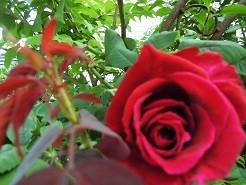 f:id:cangael:20190707151143j:image:right