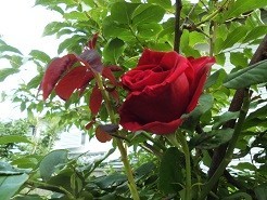 f:id:cangael:20190707151253j:image:right