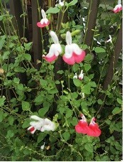 f:id:cangael:20190708151646j:image:left