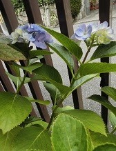 f:id:cangael:20190708151837j:image:left