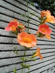 f:id:cangael:20190710113300j:image:left