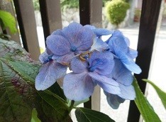 f:id:cangael:20190717154349j:image:right
