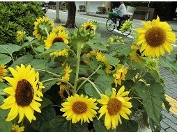 f:id:cangael:20190720100114j:image:left