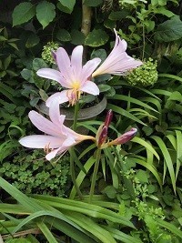 f:id:cangael:20190731072220j:plain f:id:cangael:20190731072220j:plain