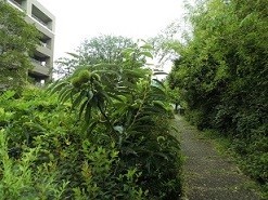 f:id:cangael:20190802111331j:image:left