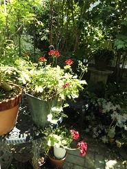 f:id:cangael:20190804123401j:image:left