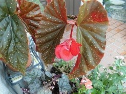 f:id:cangael:20190809085357j:image:left