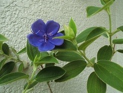 f:id:cangael:20190814070347j:image:left