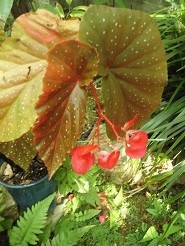 f:id:cangael:20190910154556j:image:right