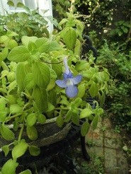 f:id:cangael:20190910154608j:image:left