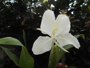 f:id:cangael:20190917073032j:plain