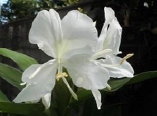 f:id:cangael:20190918095906j:plain