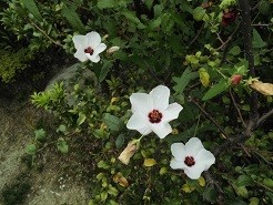 f:id:cangael:20190920132814j:plain f:id:cangael:20190920132814j:plain