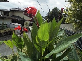 f:id:cangael:20190924110600j:plain