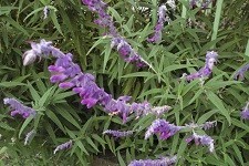 f:id:cangael:20191021144531j:image:right