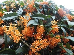 f:id:cangael:20191021144624j:image:left