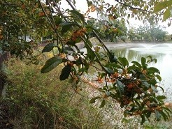 f:id:cangael:20191021145109j:image:right