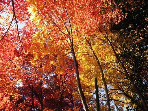 f:id:cangael:20191201133947j:plain