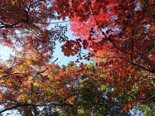 f:id:cangael:20191201144200j:plain