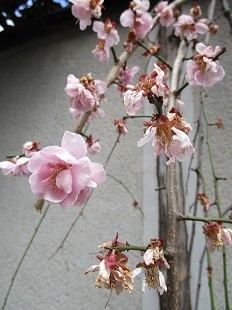 f:id:cangael:20200303152448j:image:left f:id:cangael:20200303152448j:image:left