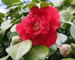 f:id:cangael:20200303152929j:plain f:id:cangael:20200303152929j:plain