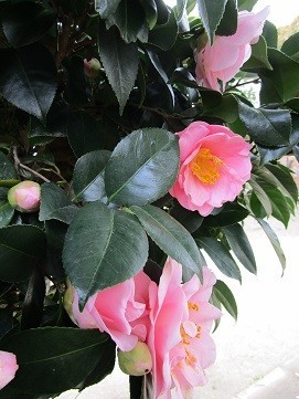 f:id:cangael:20200315132743j:plain