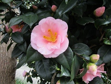 f:id:cangael:20200315132800j:plain