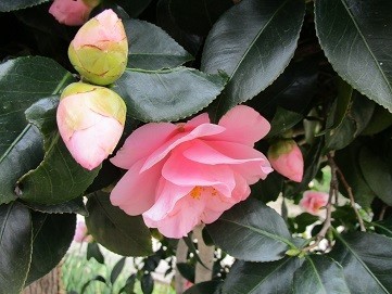 f:id:cangael:20200315132804j:plain