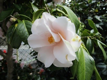 f:id:cangael:20200315133218j:plain