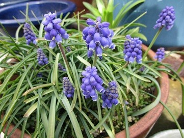 f:id:cangael:20200315133429j:plain