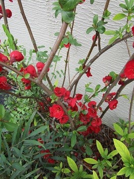 f:id:cangael:20200315133713j:plain