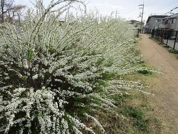 f:id:cangael:20200315141306j:plain