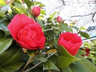 f:id:cangael:20200325132723j:plain f:id:cangael:20200325132723j:plain