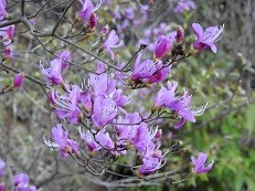 f:id:cangael:20200404161449j:plain f:id:cangael:20200404161449j:plain