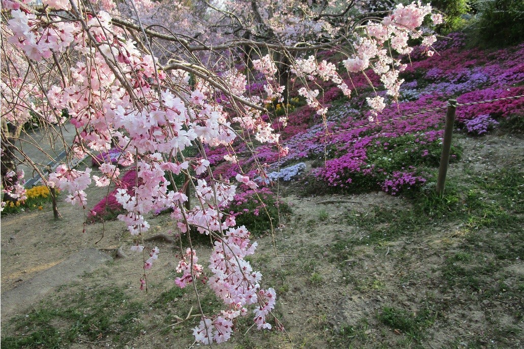 f:id:cangael:20200408161043j:plain f:id:cangael:20200408161043j:plain