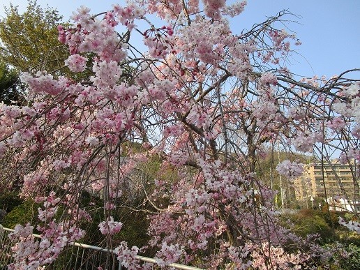 f:id:cangael:20200408162151j:plain f:id:cangael:20200408162151j:plain