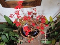 f:id:cangael:20200417083651j:image:right