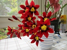 f:id:cangael:20200419113449j:image:right