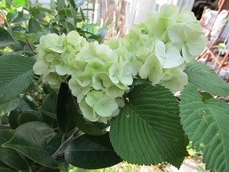 f:id:cangael:20200420164415j:image:left