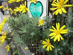 f:id:cangael:20200421084715j:plain