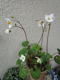 f:id:cangael:20200421084753j:plain