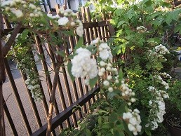 f:id:cangael:20200422174415j:plain