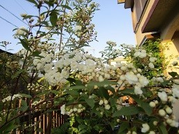 f:id:cangael:20200422174427j:plain