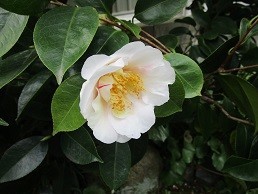 f:id:cangael:20200423153634j:image:left