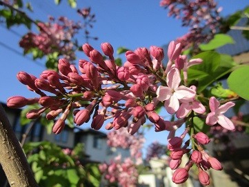 f:id:cangael:20200425170238j:plain